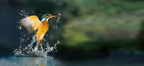 eisvogel