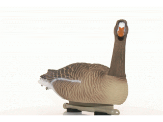 белолобый сторож плав