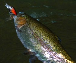 Daiwa Presso Rollin\'Crank MR_1