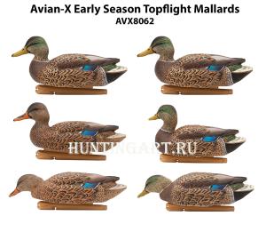 Комплект Avian-X Early Season Topflight Mallards (ранний сезон) из 6 чучел кряквы (4 селезня/2 утки) купить в интернет-магазине ХантингАрт