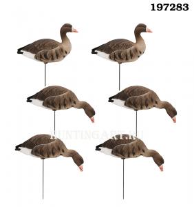 Чучела Белолобого гуся полнокорпусные, 6 шт (4 кормящихся, 2 активных) купить в интернет-магазине ХантингАрт