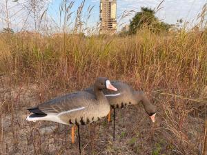 Белолобый гусь Elite 3D Speckbelly Goose, комплект 10 шт (8+2) мягкий пластик купить в интернет-магазине ХантингАрт