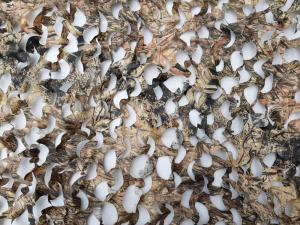 Маскировочная сеть Охотник Осока 2,4x6 м (без основы) купить в интернет-магазине ХантингАрт