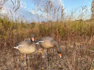 Картинка Серый гусь Elite 3D Greylag Goose, комплект 10 шт (8+2) мягкий пластик от интернет-магазина ХантингАрт Серый гусь Elite 3D Greylag Goose, комплект 10 шт (8+2) мягкий пластик купить в интернет-магазине ХантингАрт