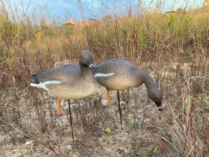 Гуменник гусь Elite 3D Greylag Goose, комплект 10 шт (8+2) мягкий пластик купить в интернет-магазине ХантингАрт
