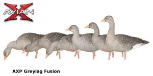 Картинка Комплект Avian-X из 6 полноразмерных чучел серого гуся от интернет-магазина ХантингАрт Комплект Avian-X из 6 полноразмерных чучел серого гуся купить в интернет-магазине ХантингАрт