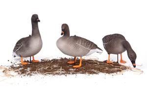 Комплект из 10 шт (6 кормящихся, 2 сторожевых, 2 отдыхающих) сминаемых чучел Гуменника Softplast 3D North Way купить в интернет-магазине ХантингАрт