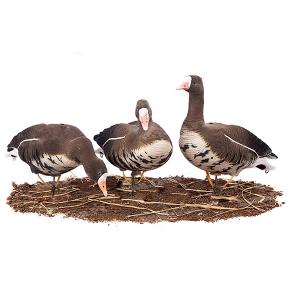 Картинка Чучела Белолобый гусь Softplast «A» Живое Перо, 6шт от интернет-магазина ХантингАрт Чучела Белолобый гусь Softplast «A» Живое Перо, 6шт купить в интернет-магазине ХантингАрт