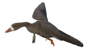 Гусь белолобый летящий Sport Plast купить в интернет-магазине ХантингАрт