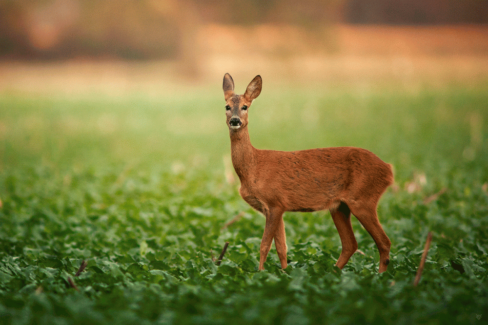 RTC-KOSUL-IK-5.gif RTC-KOSUL-IK-5.gif