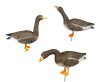 Чучела Белолобого гуся Proplast комплект 6 штук (4 кормящихся, 1 сторожевой, 1 зовущий) купить в интернет-магазине ХантингАрт