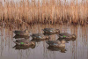Комплект Avian-X из 6 полноразмерных чучел чирков - Early Season Topflight Teal (ранний сезон) купить в магазине Хантингарт