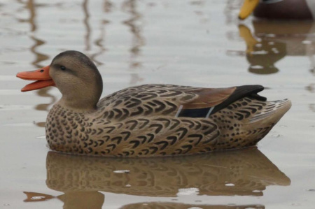 Комплект чучел Кряква FA Oversize флокированные, 6 шт (2 утки и 4 селезня) купить в магазине Хантингарт