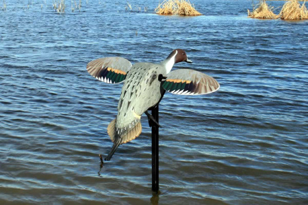 Механическое чучело селезня шилохвости Mojo серия Элит купить в интерент-магазине Хантингарт