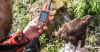 Система отслеживания перемещений собаки Garmin Alpha 50 c ошейником Alpha T5 купить в интернет-магазине Хантингарт