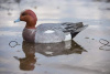 Комплект Avian-X Topflight Eurasian Wigeon из 6 полноразмерных чучел Свиязи купить в магазине Хантингарт