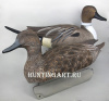 Комплект чучел - Шилохвость: 1шт (селезень), 1шт (утка) - комплект 2шт купить в магазине Хантингарт