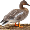 Комплект из 6 чучел гуся гуменника North Way Softplast Альфа (3 кормящихся,1 сторож,2 отдыхающих) купить в интернет-магазине ХантингАрт