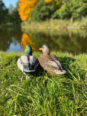 Чучела уток кряквы Alfa Softplast NorthWay 6шт купить в магазине Хантингарт