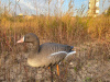 Белолобый гусь Elite 3D Speckbelly Goose, комплект 10 шт (8+2) мягкий пластик купить в интернет-магазине ХантингАрт
