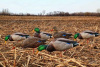 Комплект Avian-X AXP Full Body Mallards из 6 шт полноразмерных чучел кряквы, для высадки на сушу купить в магазине Хантингарт