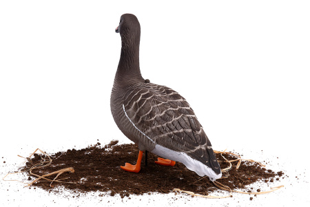 Комплект из 10 шт (6 кормящихся, 2 сторожевых, 2 отдыхающих) сминаемых чучел Гуменника Softplast 3D North Way купить в интернет-магазине ХантингАрт