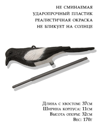 Чучело сороки купить в интернет-магазине ХантингАрт
