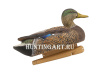 Картинка Комплект Avian-X Early Season Topflight Mallards (ранний сезон) из 6 чучел кряквы (4 селезня/2 утки) от интернет-магазина ХантингАрт Комплект Avian-X Early Season Topflight Mallards (ранний сезон) из 6 чучел кряквы (4 селезня/2 утки) купить в магазине Хантингарт