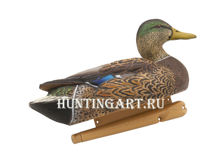 Картинка Комплект Avian-X Early Season Topflight Mallards (ранний сезон) из 6 чучел кряквы (4 селезня/2 утки) от интернет-магазина ХантингАрт Комплект Avian-X Early Season Topflight Mallards (ранний сезон) из 6 чучел кряквы (4 селезня/2 утки) купить в магазине Хантингарт