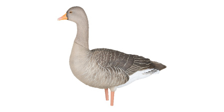 Комплект Avian-X из 6 полноразмерных чучел серого гуся купить в интернет-магазине ХантингАрт