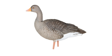 Комплект Avian-X из 6 полноразмерных чучел серого гуся купить в интернет-магазине ХантингАрт