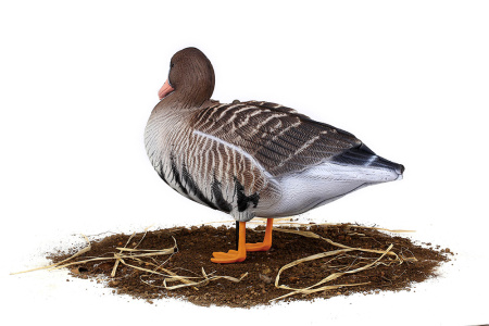 Комплект из 10 сминаемых чучел Белолобого гуся (6 кормящихся+2 отдыхающих+2 сторожевых) North Way SuperXPE 3D (Антиблик) купить в интернет-магазине ХантингАрт