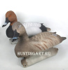Комплект чучел 62 Breite - Нырок красноголовый (1 селезень, 1 утка) купить в магазине Хантингарт