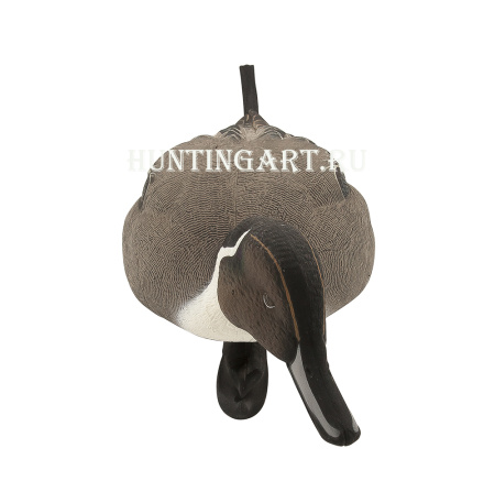 Картинка Комплект Avian-X Topflight Pintails из 6 шт (4 селезня/2 утки) чучел Шилохвости от интернет-магазина ХантингАрт Комплект Avian-X Topflight Pintails из 6 шт (4 селезня/2 утки) чучел Шилохвости купить в магазине Хантингарт