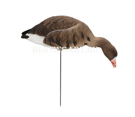 Чучела Белолобого гуся полнокорпусные, 6 шт (4 кормящихся, 2 активных) купить в интернет-магазине ХантингАрт