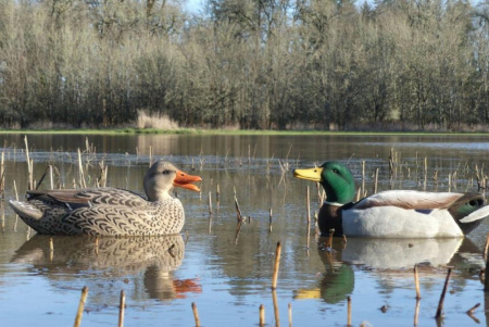 Комплект чучел Кряква FA Oversize флокированные, 6 шт (2 утки и 4 селезня) купить в магазине Хантингарт