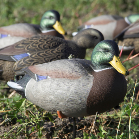 Комплект чучел Полевая кряква Final Approach 12шт (8 селезней+4 утки) с сумкой купить в магазине Хантингарт