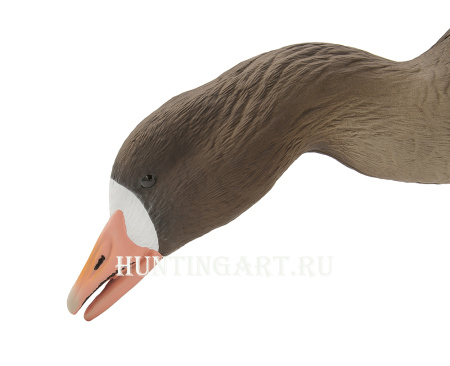 Чучела Белолобого гуся полнокорпусные, 6 шт (4 кормящихся, 2 активных) купить в интернет-магазине ХантингАрт