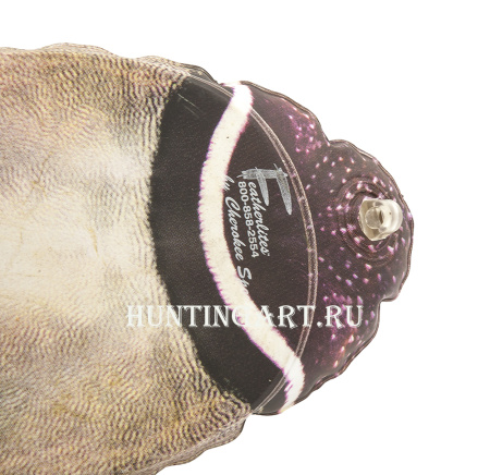 Декоративная Каролинская утка - купить в Санкт-Петербурге