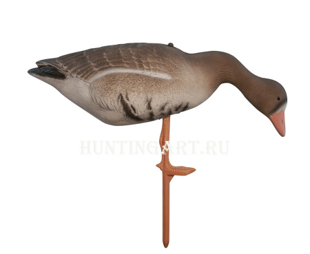 Картинка Комплект Birdland из 6 шт складных Белолобых чучел на опоре-стойке от интернет-магазина ХантингАрт Комплект Birdland из 6 шт складных Белолобых чучел на опоре-стойке купить в интернет-магазине ХантингАрт