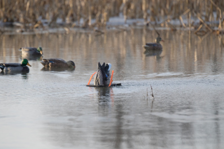 Чучело кряквы Lucky Duck с вращающимся разбрызгивателем - Lucky Dabbler купить в интерент-магазине Хантингарт