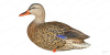 Комплект Avian-X AXP Full Body Mallards из 6 шт полноразмерных чучел кряквы, для высадки на сушу купить в магазине Хантингарт