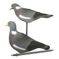 Чучела голубей купить в интернет-магазине ХантингАрт