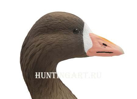 Чучела Белолобого гуся полнокорпусные, 6 шт (4 кормящихся, 2 активных) купить в интернет-магазине ХантингАрт