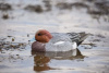 Комплект Avian-X Topflight Eurasian Wigeon из 6 полноразмерных чучел Свиязи купить в магазине Хантингарт