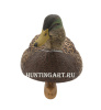 Картинка Комплект Avian-X Early Season Topflight Mallards (ранний сезон) из 6 чучел кряквы (4 селезня/2 утки) от интернет-магазина ХантингАрт Комплект Avian-X Early Season Topflight Mallards (ранний сезон) из 6 чучел кряквы (4 селезня/2 утки) купить в магазине Хантингарт