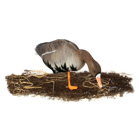 Комплект из 10 сминаемых чучел Белолобого гуся North Way Антиблик (6 кормящихся+1 отдыхающий+1 активный+2 сторожевых) купить в интернет-магазине ХантингАрт