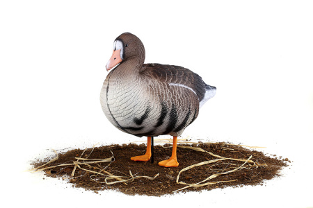 Комплект из 10 сминаемых чучел Белолобого гуся (6 кормящихся+2 отдыхающих+2 сторожевых) North Way SuperXPE 3D (Антиблик) купить в интернет-магазине ХантингАрт