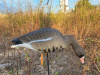Белолобый гусь Elite 3D Speckbelly Goose, комплект 10 шт (8+2) мягкий пластик купить в интернет-магазине ХантингАрт