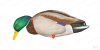Комплект Avian-X AXP Full Body Mallards из 6 шт полноразмерных чучел кряквы, для высадки на сушу купить в магазине Хантингарт